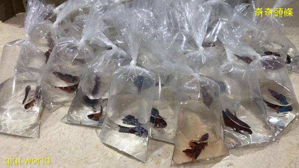 车不好卖网卖斗鱼 平台找上门 销售员转行 