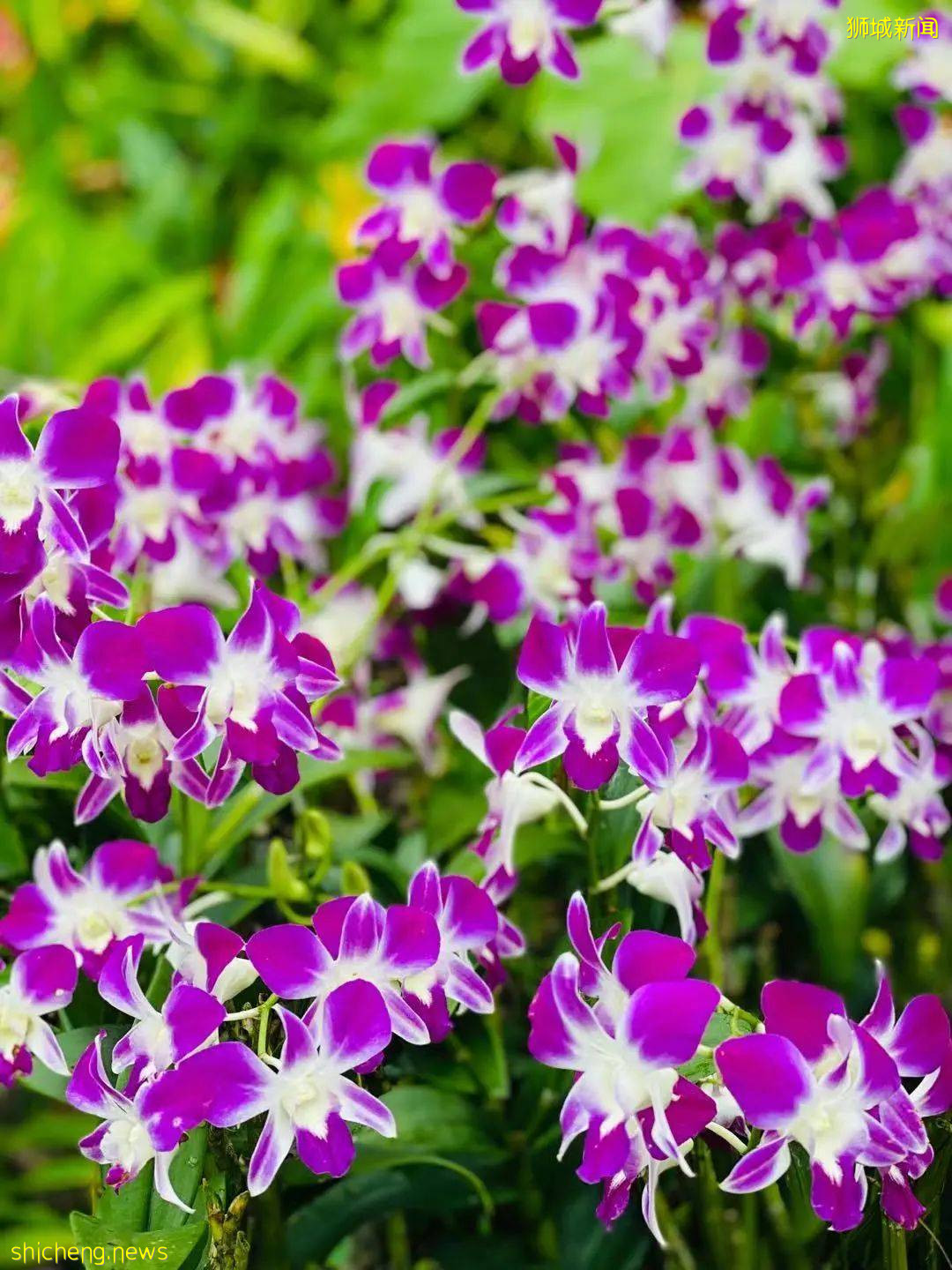 新加坡旅遊攻略 .