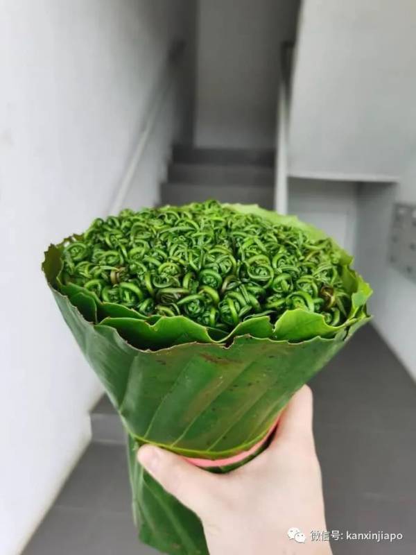 这个蕨类在新加坡被一扫而空，究竟是何方神圣