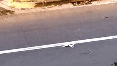 犀鸟偷内衣，闹脾气丢在马路边