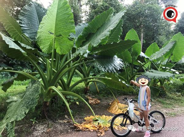 昨天小長假人山人海，武吉知馬老鐵路成新景點！前生今世大揭秘