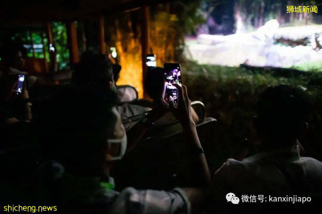 小米新加坡牵手Night Safari动物园网红大象,温情满满