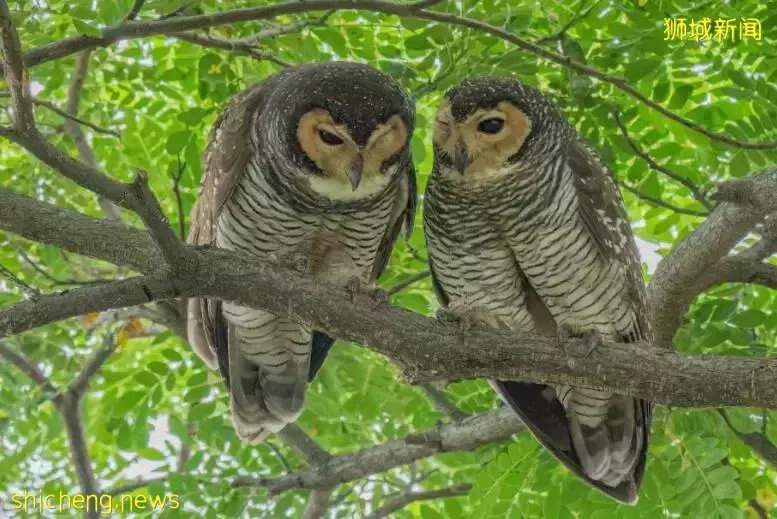 举报!这对“鸟人”在新加坡公园公然“虐狗”,恩爱秀的甜过啦