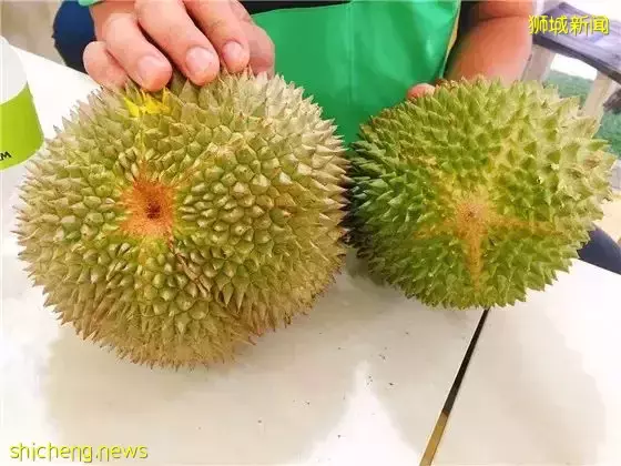 新加坡榴梿季来了啊啊啊!本地人吃榴梿秘籍,这7家最便宜