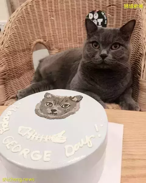 吸猫撸狗不是梦，5家新加坡宠物咖萌到犯规