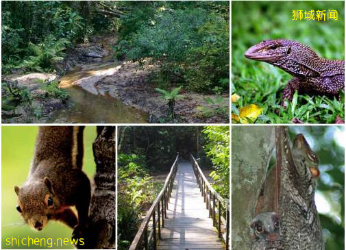 新加坡超火徒步路线!树梢吊桥、水映花树、长尾猴、松鼠、巨蜥,太美了