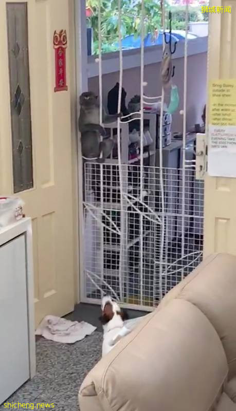 疑因墳場祭品大減 餓猴鬧私宅區覓食 !