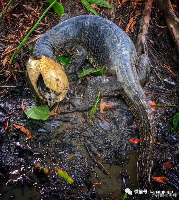 新加坡的巨型蜥蜴先猛後萌,吃飽飽再抱抱