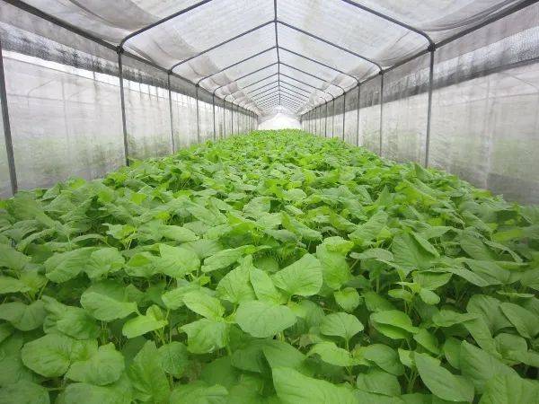 種水稻，摘蘑菇，新鮮蘆荟飲品！藏在新加坡的7大蔬菜農場我找到啦