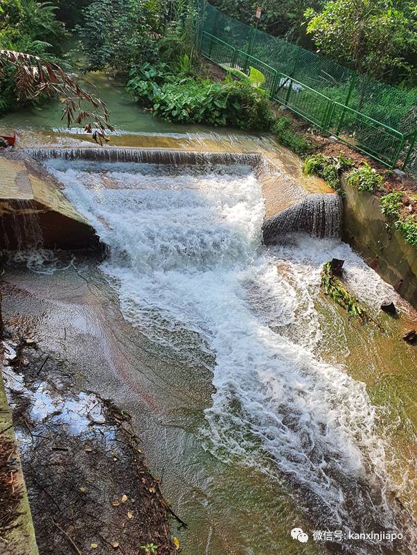 新加坡网红“瀑布”装上围栏，自然公园不再“自然”