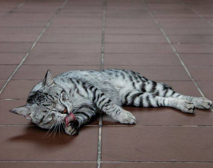 南洋动物园Vlog | 请收下这份 NTU 佩奇观赏手册