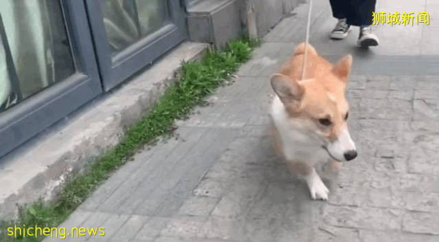 餵食野生動物者將遭罰款?新加坡養寵物你不能不知道的事!