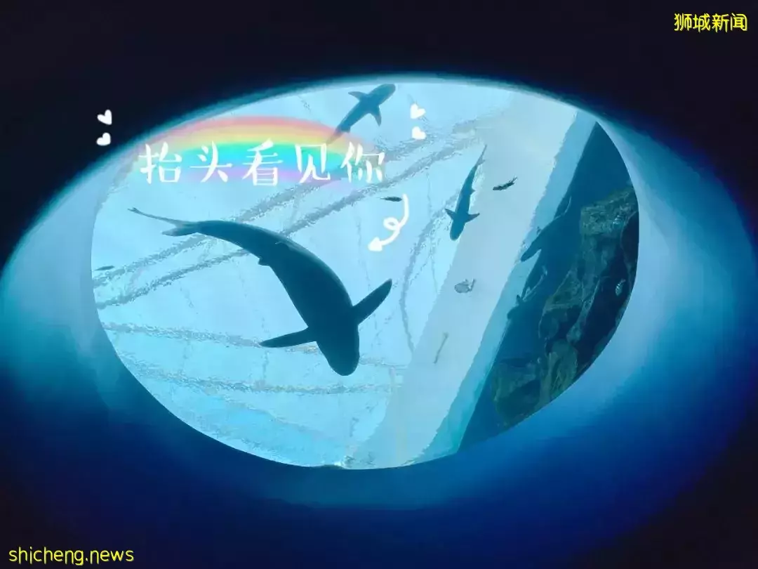 “从来没发现海洋馆这么好玩,我家娃竟然还拿到了鲨鱼的牙齿!”