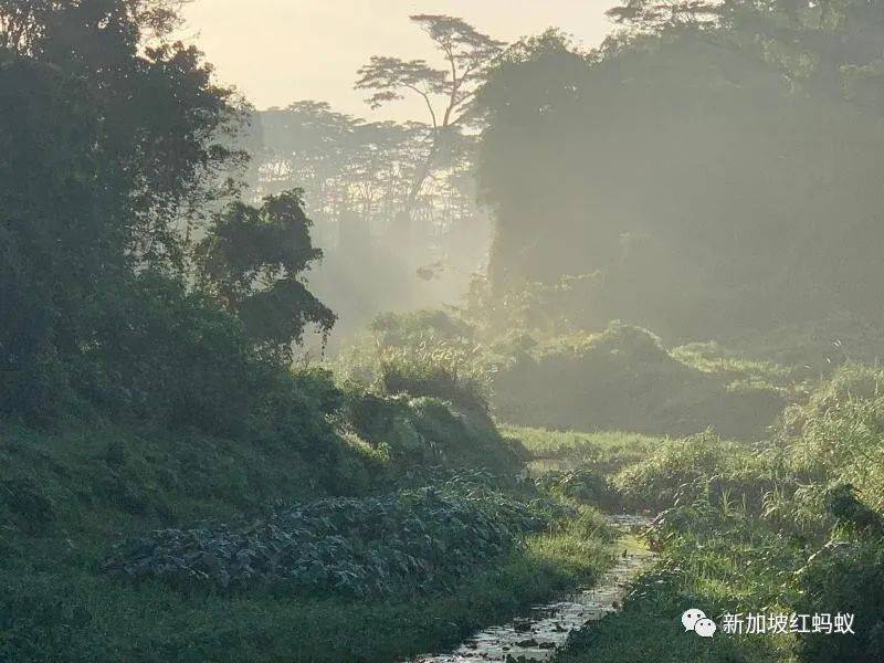 是否作爲住宅用地開發？　新加坡次森林最終命運交由下一代國人決定