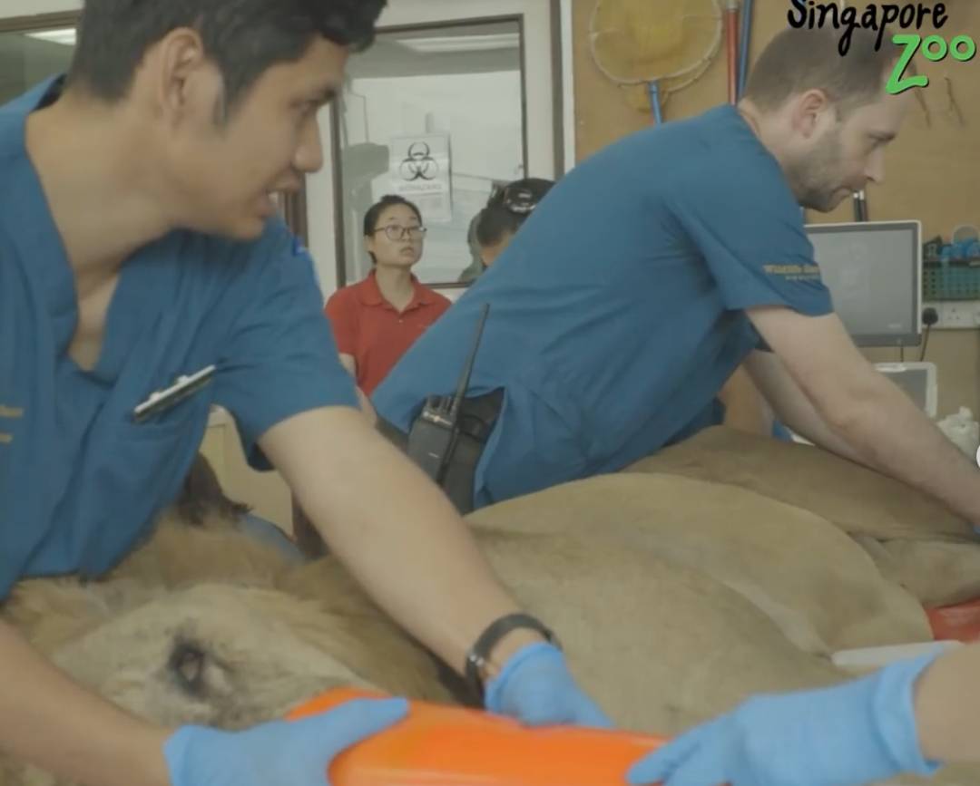 激萌！“獅子王”出生在新加坡動物園！網友：好想擁有一只