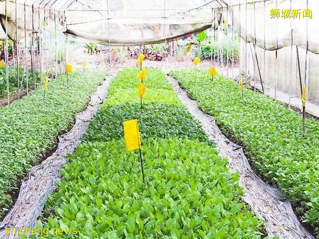 高清實拍!又有8人試圖偷渡到新加坡