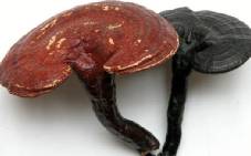 求助!来新加坡后,脱发问题严重怎么办