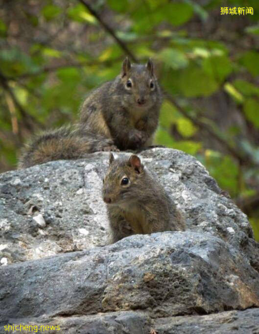 新加坡小松鼠被车撞死,同伴不离不弃试图“唤醒”!场面让人心碎