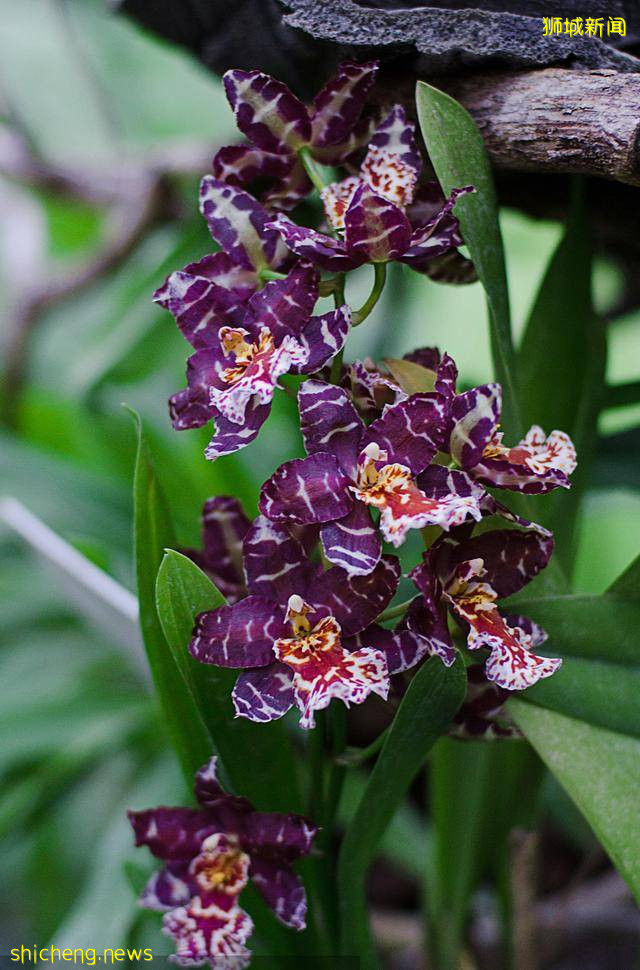 三十个新加坡冷知识，你确定都知道吗