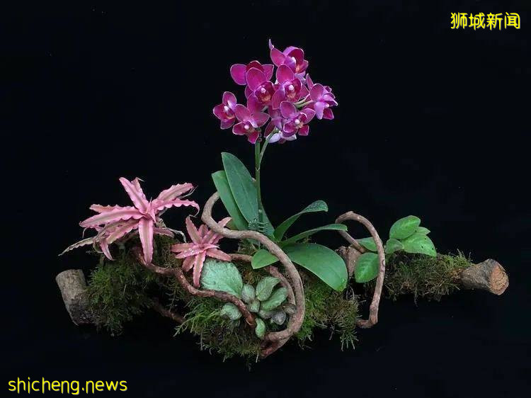 史上最全6月活動合集！足不出戶，在新加坡生活也多姿多彩