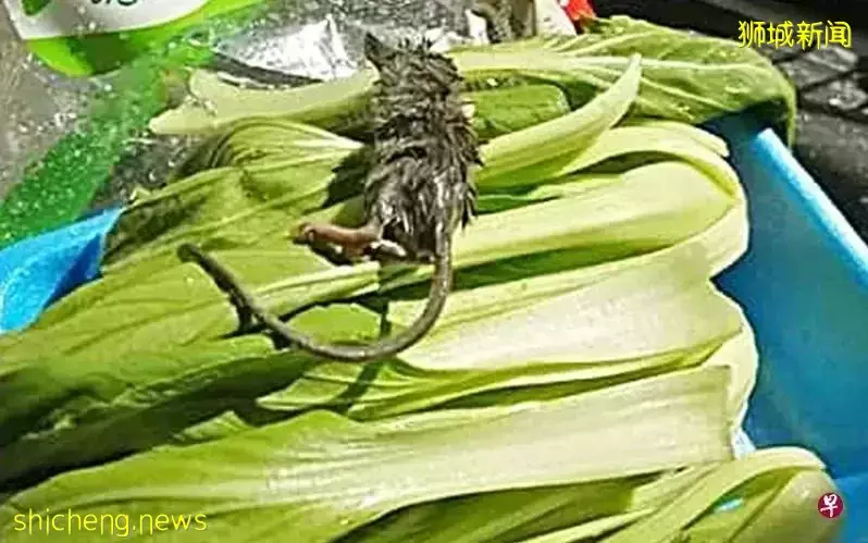 恐怖“加料”!新加坡某超市菜里惊现死鼠尸
