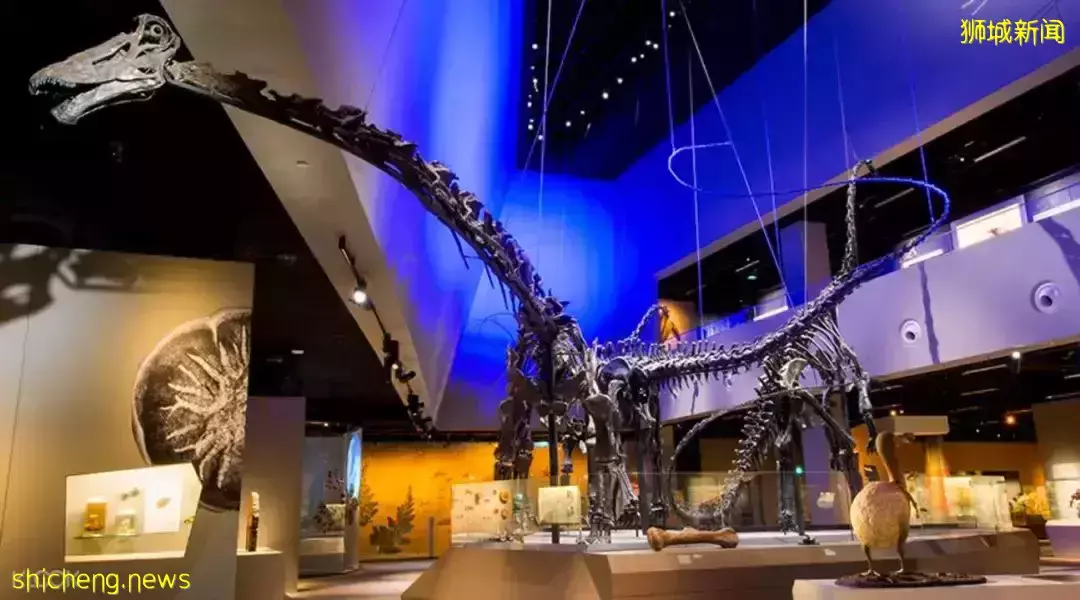 在新加坡，你見過熱戀中的水獺嗎