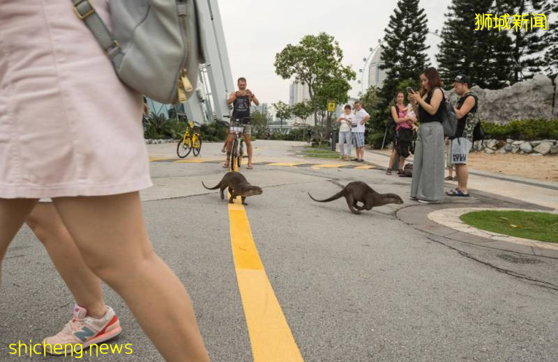 解封後，新加坡有“一對情侶”在馬路上沒戴口罩，公然擁抱!
