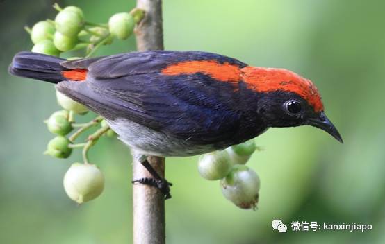 老安哥童心未泯，草地上设陷阱抓鸟，警方：罚款