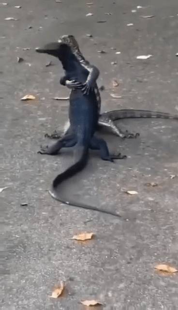 突發！這個海灘驚現一群巨型椰子蟹，還搶燒烤吃！新加坡也被鳄魚、蜥蜴、蟒蛇、水獺、猴子、野豬、野雞嚇到過