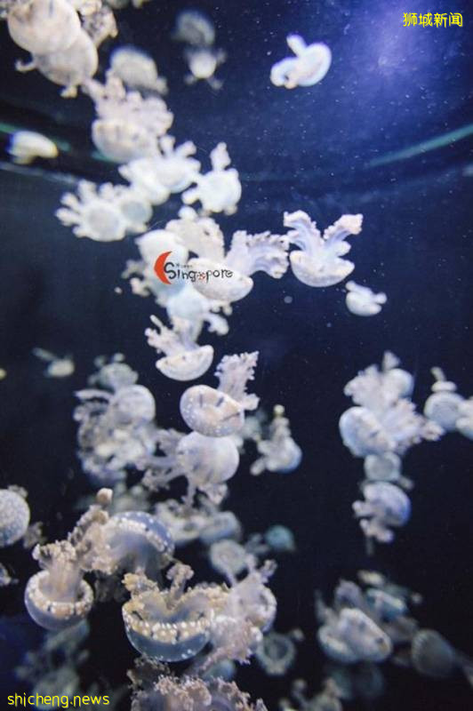 全球最大海洋館到底有多好玩!