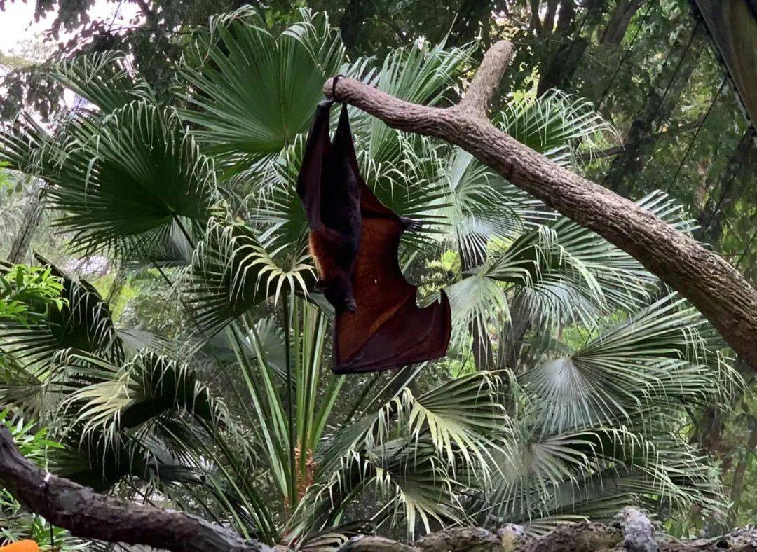 行走獅城——新加坡動物園