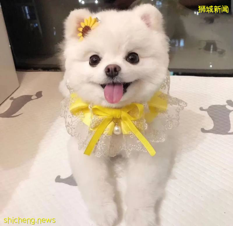 餵食野生動物者將遭罰款?新加坡養寵物你不能不知道的事!