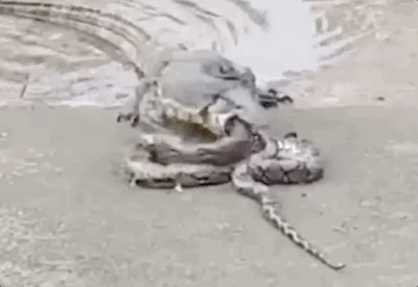 新加坡上演巨蜥PK蟒蛇!平平无奇的小路边,居然藏了一只鳄鱼