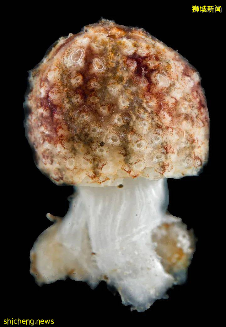 NUS科研 這種神秘海洋生物,竟和人類有共同祖先