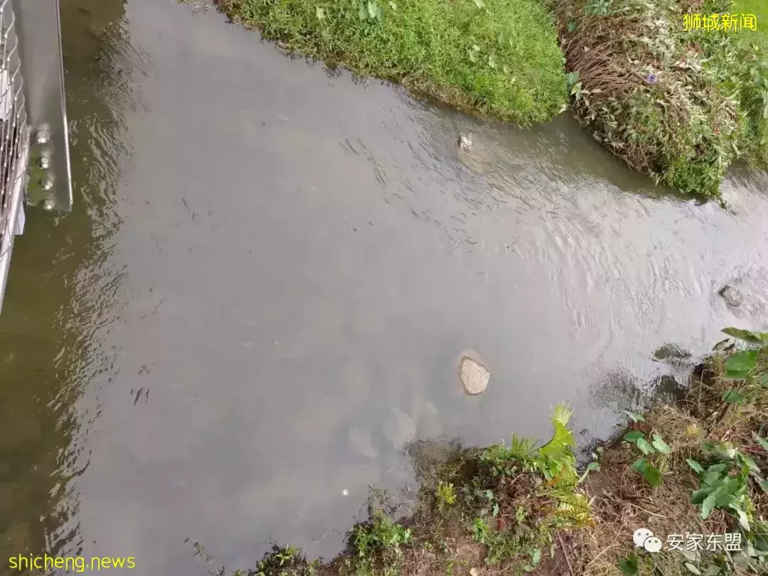 頂級雙學區房紅毛苑Amo Residence7月2日開盤,預計火爆