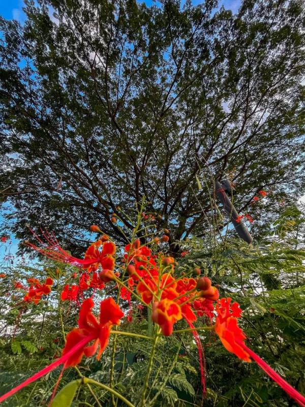 李显龙总理宣布自己将从17日起放假,休息到月底,期间不委任代总理