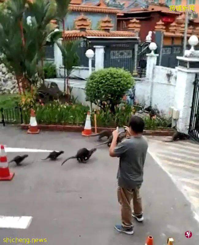 谁能料到,可爱的小家伙们竟如此残忍