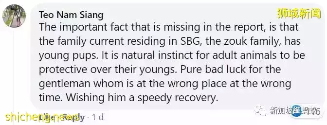 新加坡接连发生孔雀水獭伤人事件，引发舆论激辩到底该如何与野生动物共处