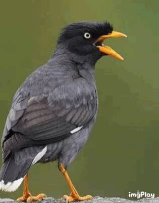 新加坡驚現人臉貓頭鷹！這些恐怖小動物，你碰到過嗎