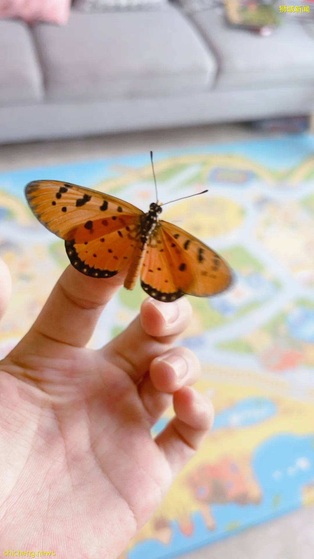 別人家養貓養狗當寵物,我兒子卻喜歡在新加坡養毛毛蟲