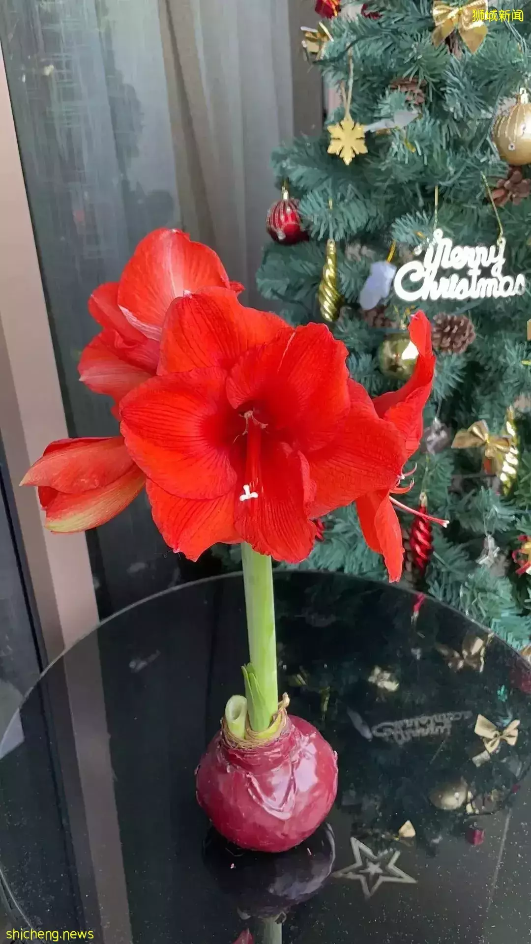 鮮花在熱帶也能養1個月？資深花友新加坡買花、養護大揭秘