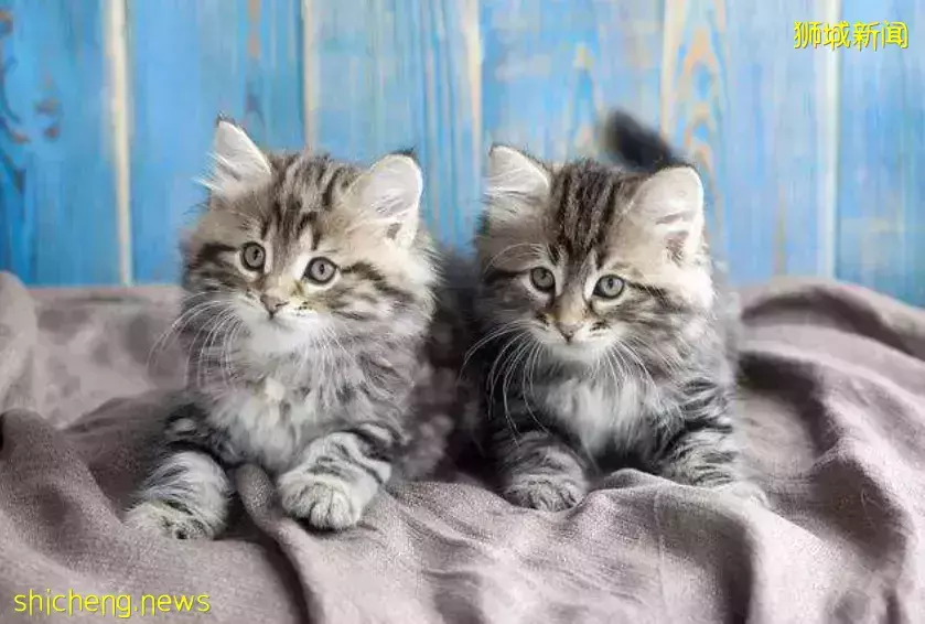 新加坡兴起宠物克隆风潮