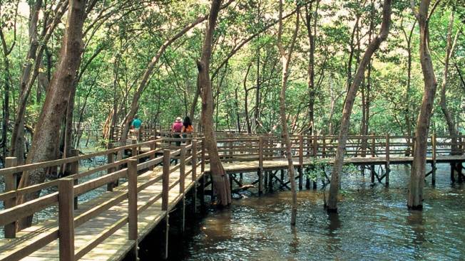 Sungei Buloh濕地保護區🌳 走進濕地，聆聽大自然的聲音🍃 徒步路線攻略、特點介紹、必踩打卡點