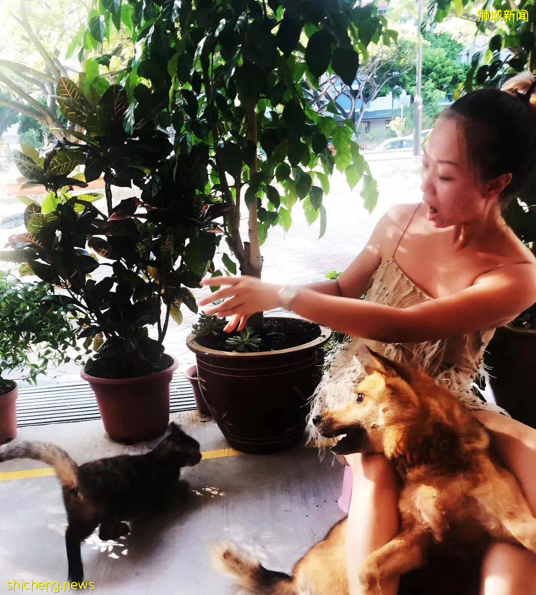 “我最亲爱的四喜走了,带走了我在新加坡16年的青春和回忆...”