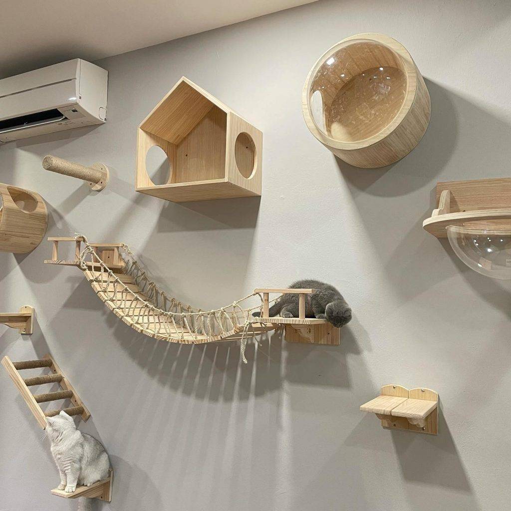 撸貓聖地🐈貓咪體驗館The Cat Place🐱現場沉浸吸貓,鏟屎官們必報到✨