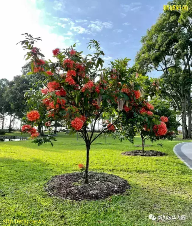 賞花季到啦！全島各地重現“新加坡櫻花”景象！還去日本賞什麽櫻花