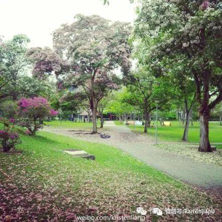 清明踏青，新加坡這些免費賞花地點送你