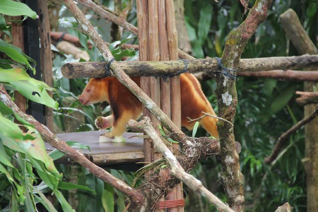 世界十大动物园之一：新加坡动物园，确实不一样