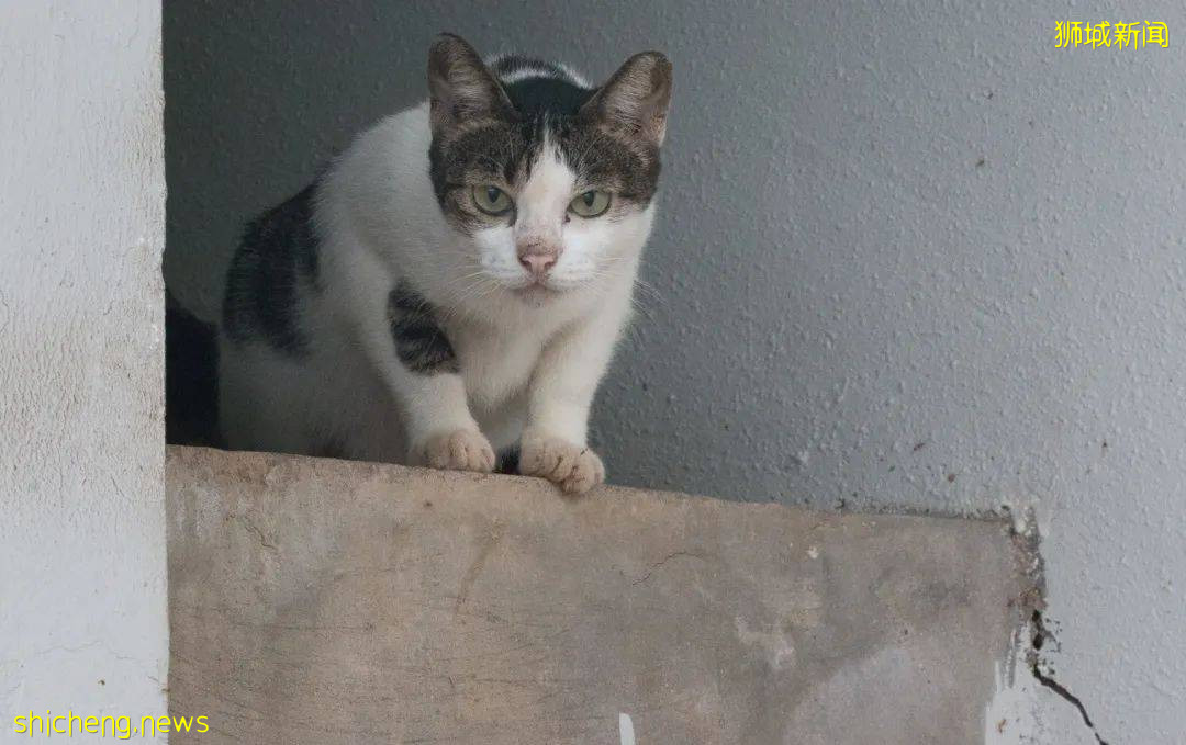 《南洋理工大學撸貓指南》