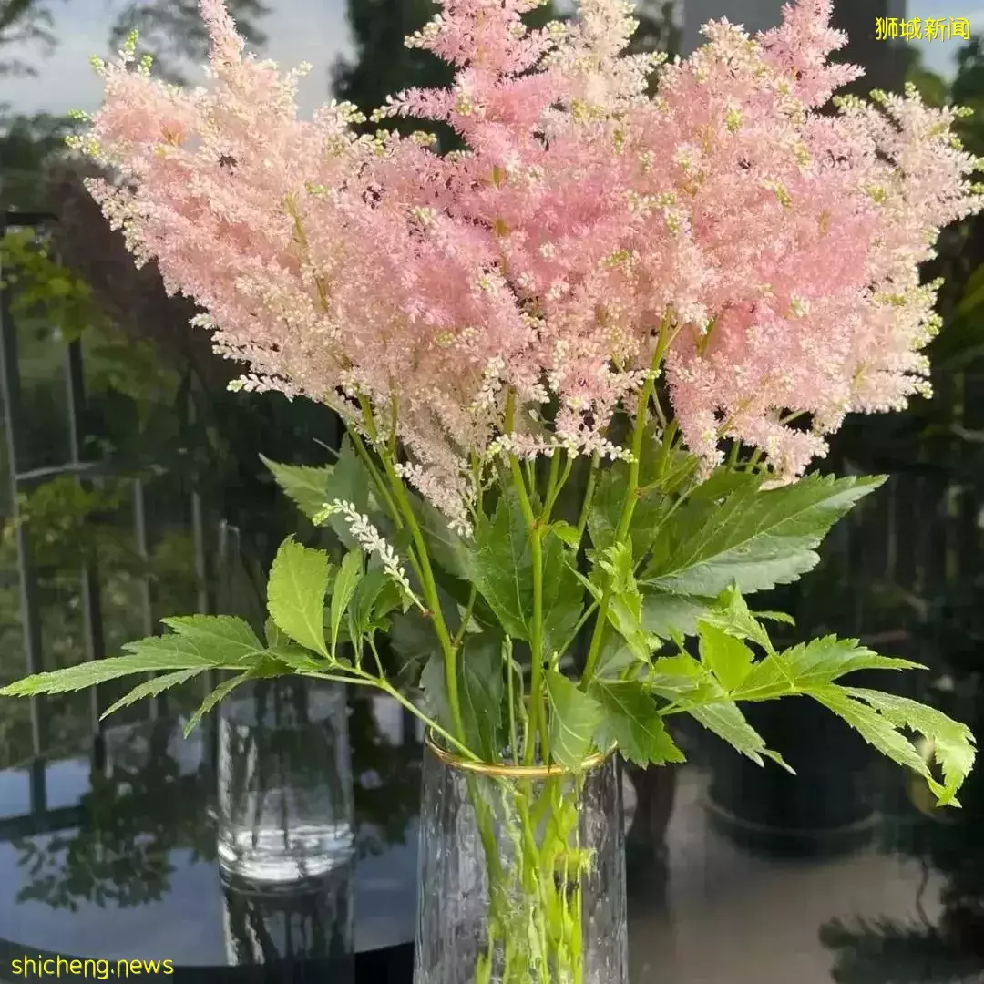 鮮花在熱帶也能養1個月？資深花友新加坡買花、養護大揭秘